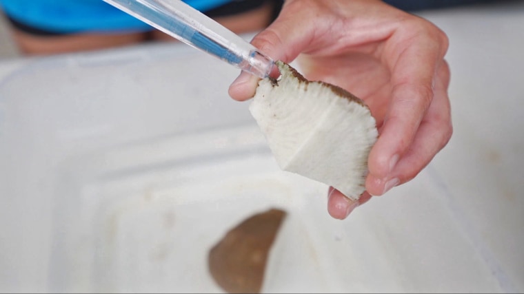 Researchers slice struggling corals into fragments in order to nurse them back to health and grow new coral from each fragment.