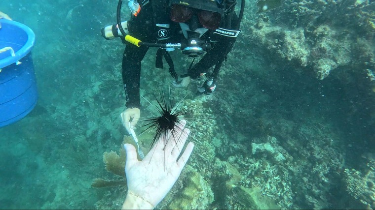 Correspondent Maura Barrett helps researchers place adult-sized urchins in a reef.