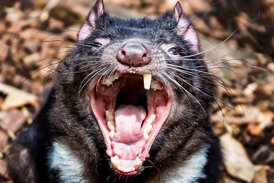 Australia's Tasmanian Devil was nearly driven to extinction by contagious cancer