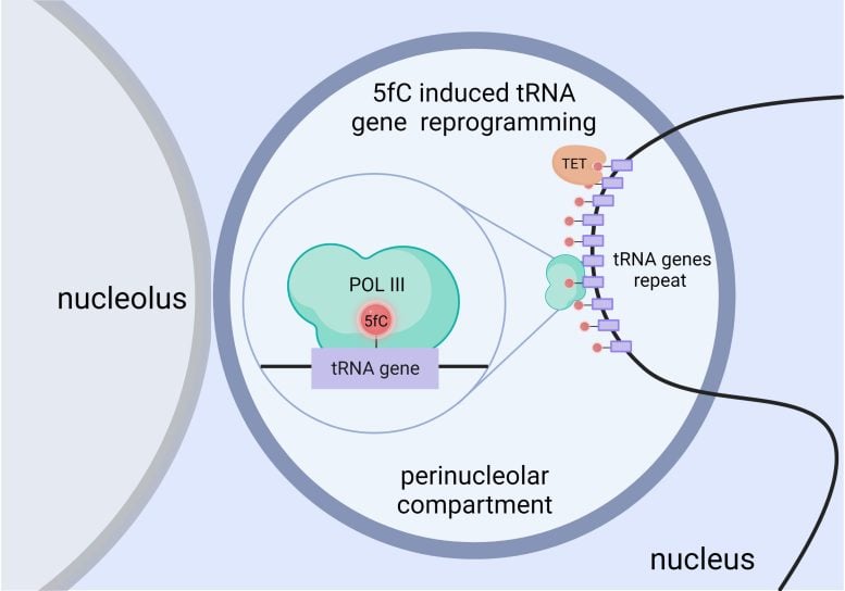 5fC Epigenetics