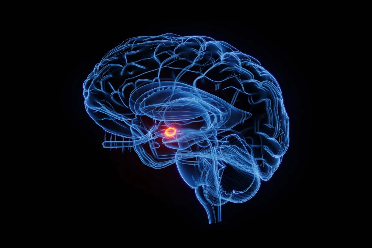 Illustration depicting the Amygdaloid body of the human brain. The area is highlighted orange/red.