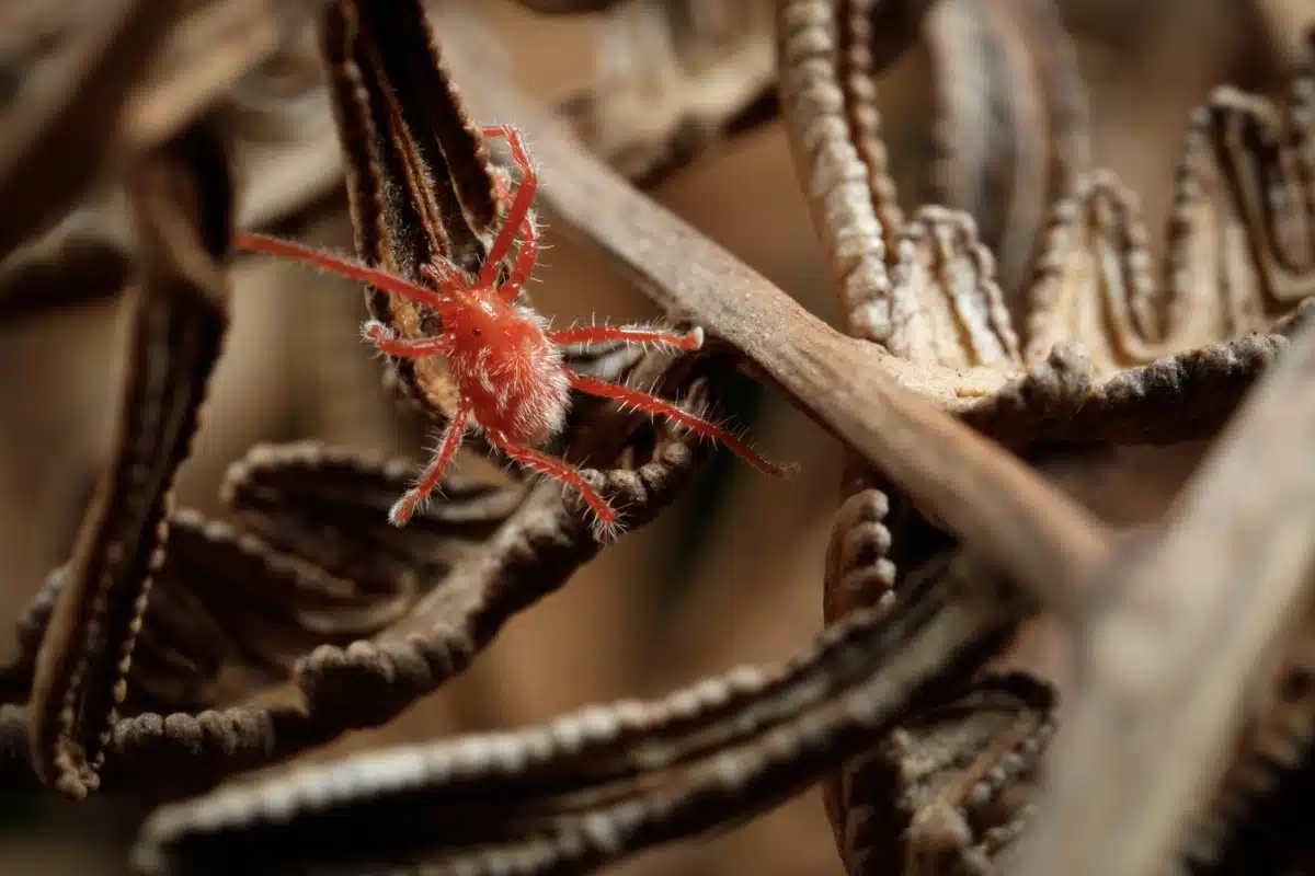 Mite (subfamily Callidosomatinae) climbing in the dry undergrowth of Hawley Nature Reserve in northern Tasmania