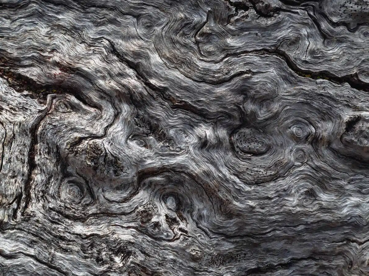 Close up view of the crack and crevices in a Snow Peppermint (Eucalyptus coccifera) t