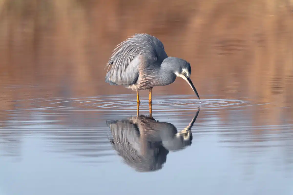 White-faced Heron (Egretta novaehollandiae) drinking at the Tamar Valley Wetlands