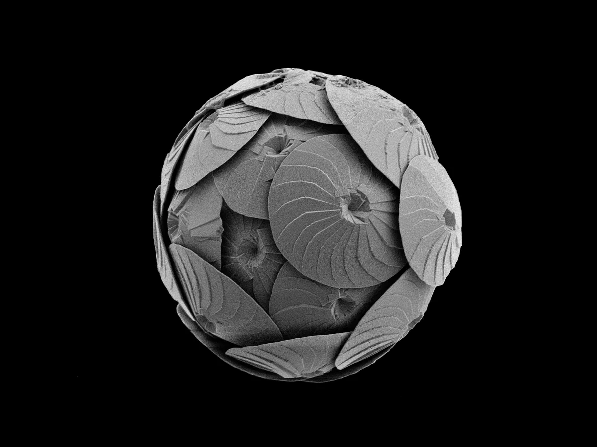 Calcidiscus leptoporus - a coccolithophore found drifting in the Southern Ocean.