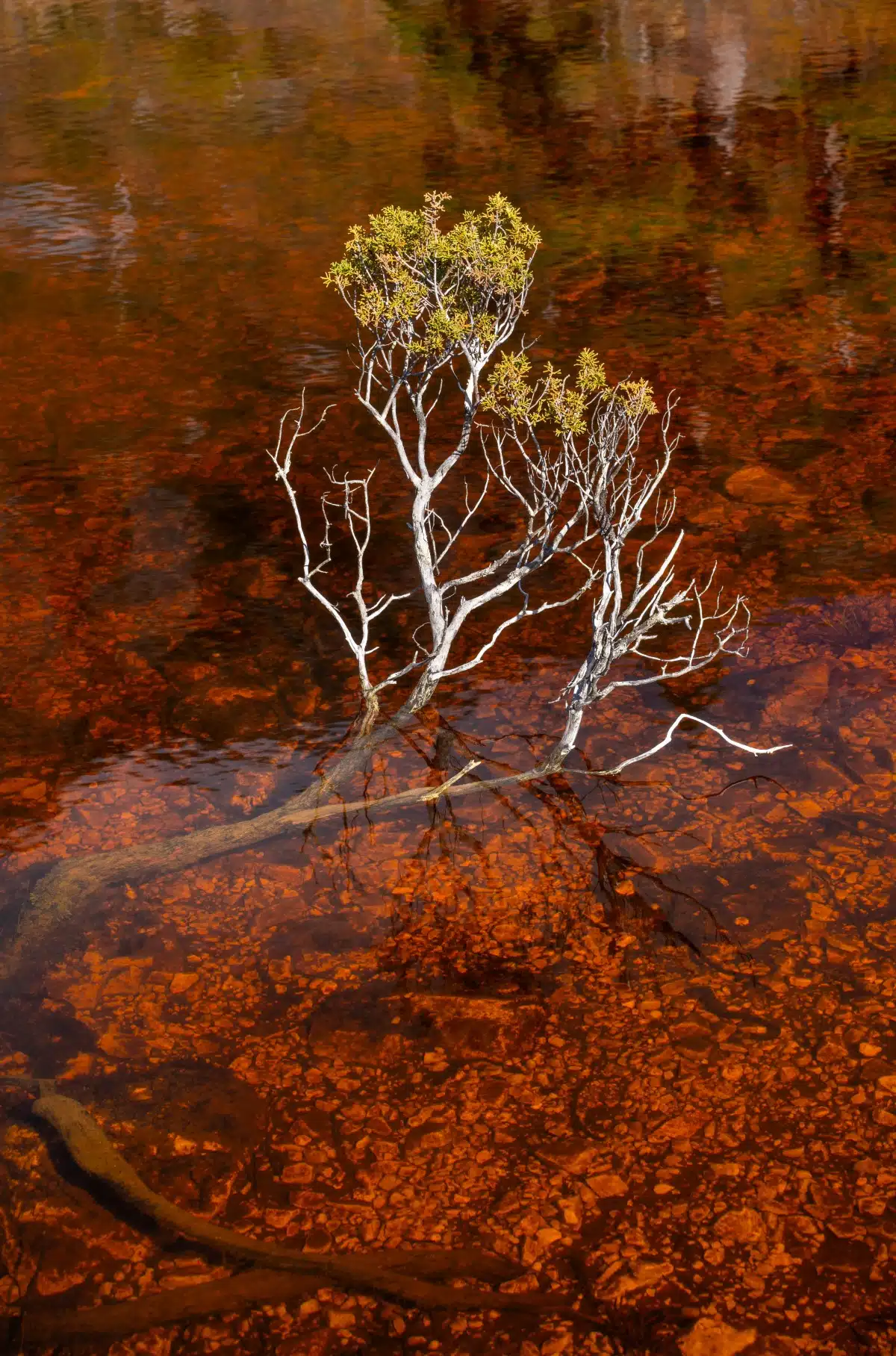 Branch submerged in tannin colored water