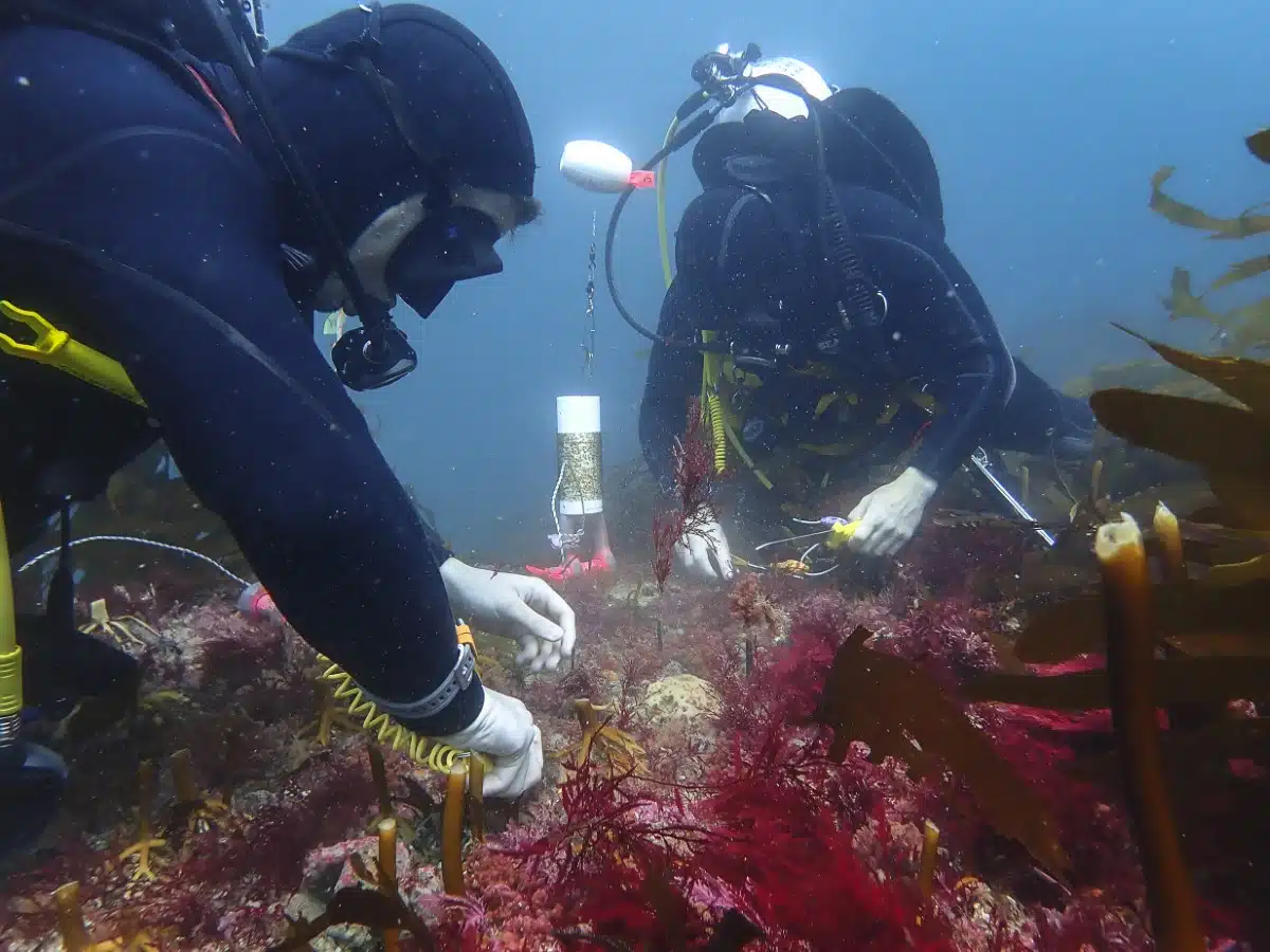 Marine ecologists from the Institute for Marine and Antarctic Studies as they seed giant kelp, Macrocystis pyrifera, along various locations on Tasmania's East Coast.