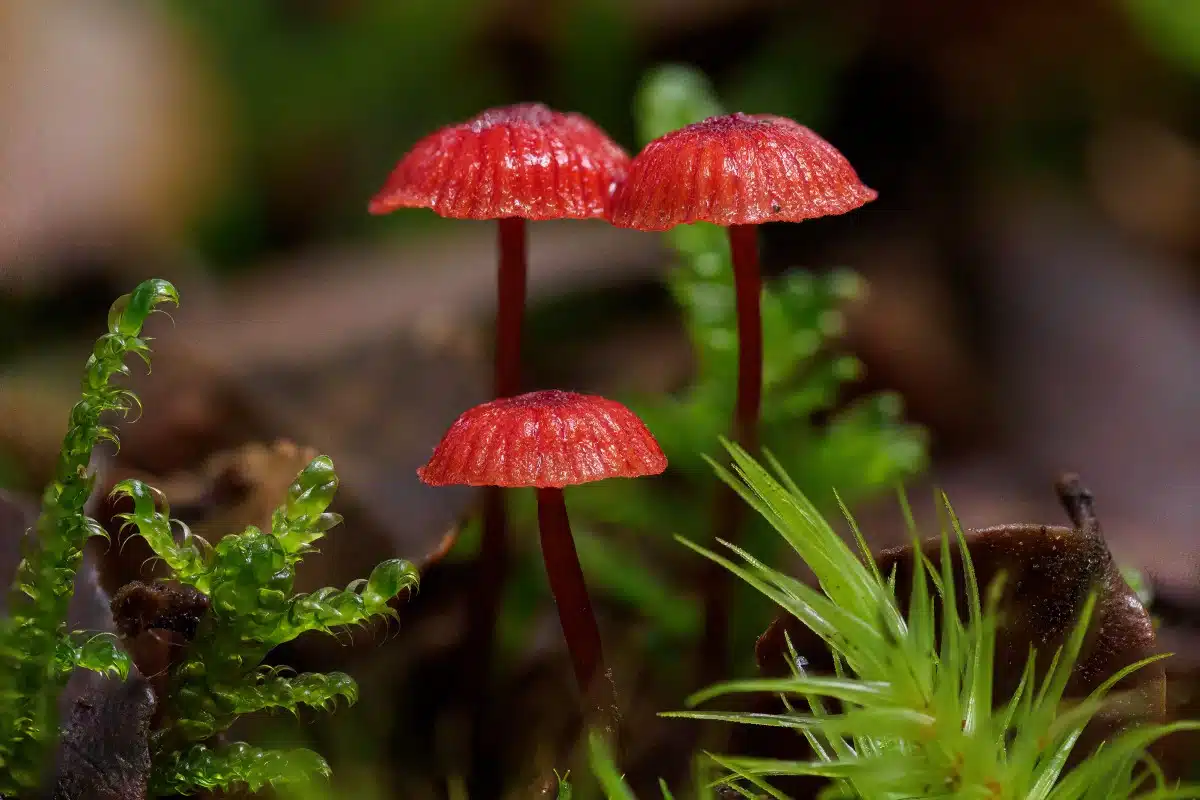 Macro photo of ruby bonnets