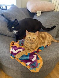 orange and black cats on a chair with a blanket.