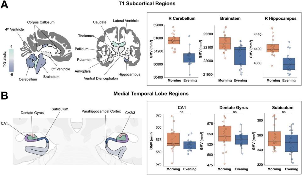 Overall brain volume decreased throughout the day, as did the thickness of the cortex, the brain's outermost layer