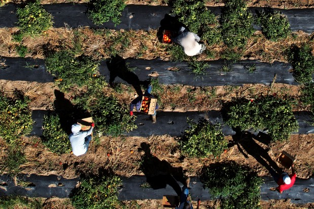 Farmers harvest tomatoes in a portion of the Palizzi Farm fields where a stormwater pipeline is planned to be built in Brighton, Colorado, as seen on Wednesday, Sept. 18, 2024. (Photo by Hyoung Chang/The Denver Post)