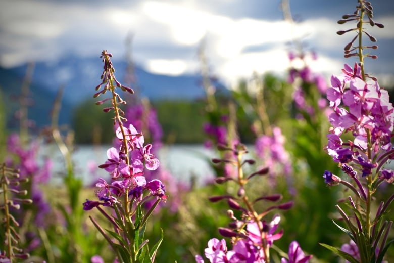 Pink flower pedals cling to green and brown stems, growing from the ground. The flowers are in the foreground, in front of mountains.