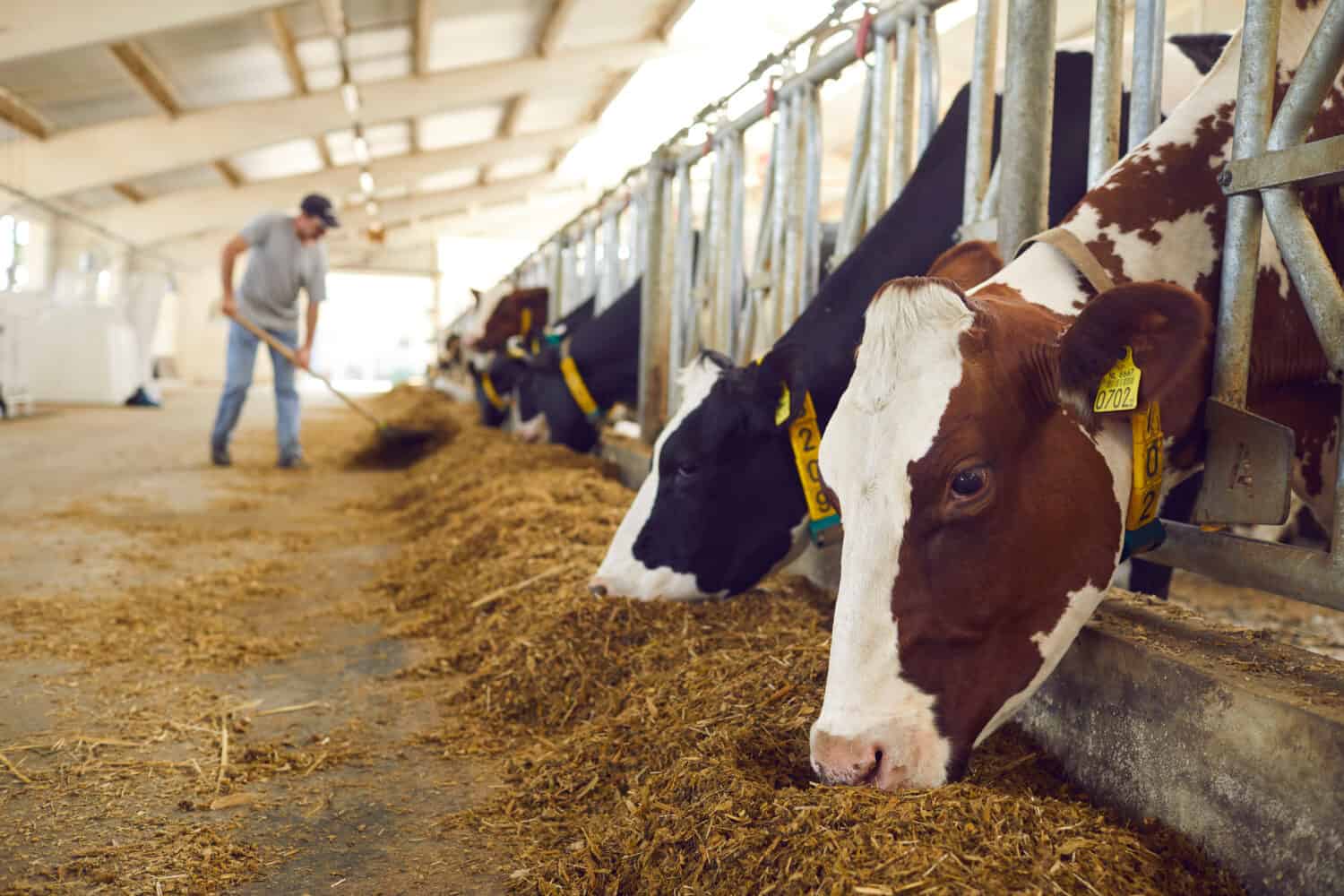 Healthy dairy cows feeding on fodder standing in row of stables in cattle farm barn with worker adding food for animals in blurred background. Concept of farming business and taking care of livestock