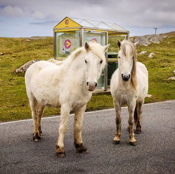 Outer Hebrides horses