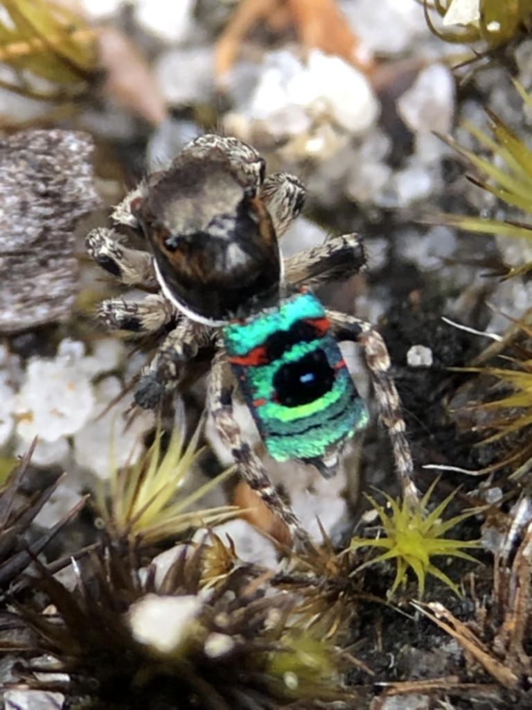 Peacock spider (Maratus karrie).