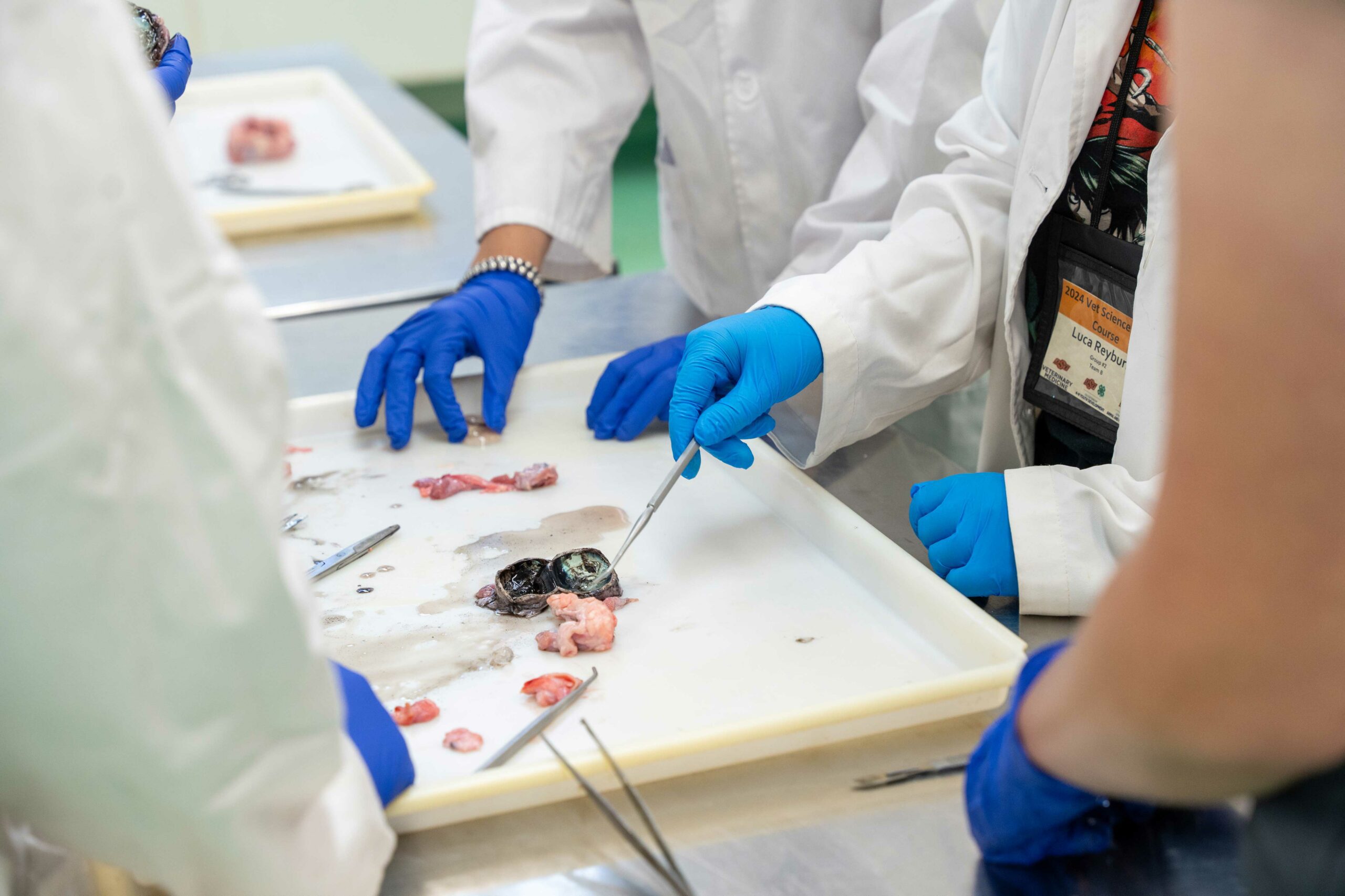 4-H students experienced the anatomy lab and were able to gain hands-on experiences during the 4-H vet science short course.