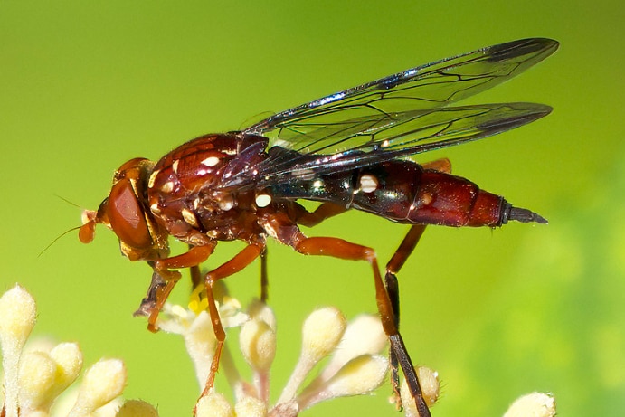 A close up of a red winged insect.