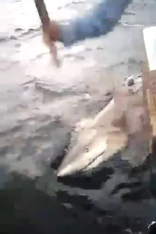 They located a shark after the attack