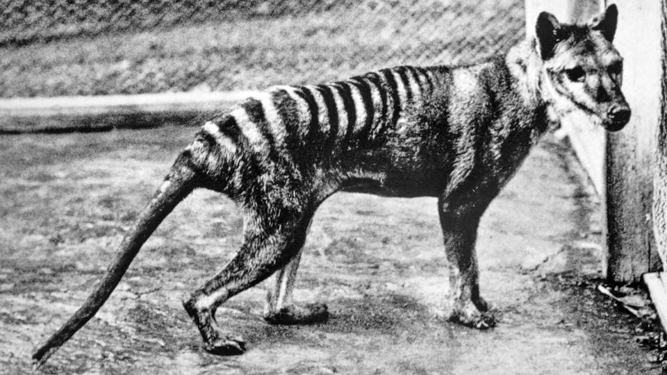 The last known Tasmanian tiger photographed at Berlin zoo in 1933