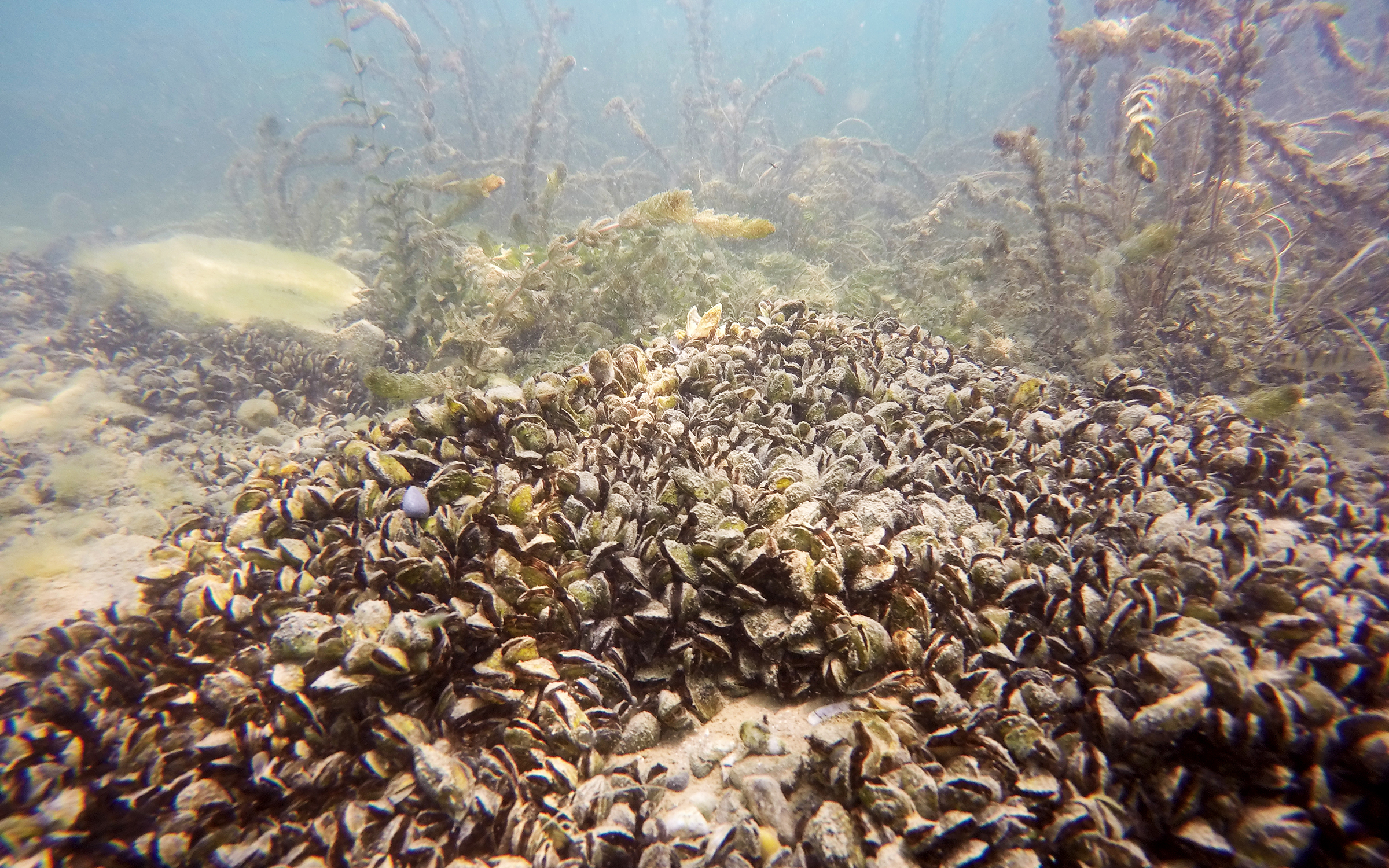 Quagga mussels in Lake Geneva