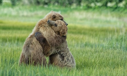 Two bears hug