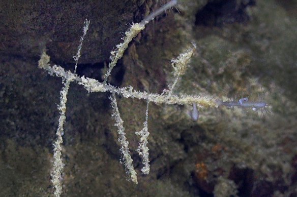 Cladorhiza vanessaekins was found in the Cape Range Canyon of the Ningaloo region off Western Australia.