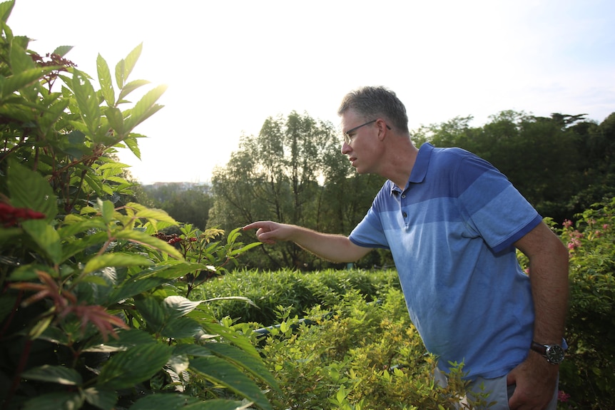 A man leans in to study the leaf of a green plant.