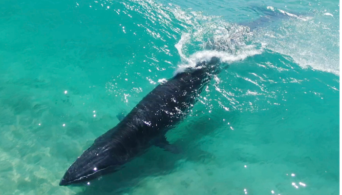 Bryde's whales 