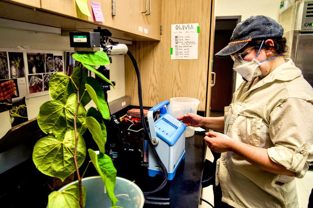 Back in her Johns Hopkins Department of Earth and Planetary Science laboratory, Sam Votzke uses the tree branches she collected to evaluate tree health through soil and leaf measurements and by assessing their ability to photosynthesize. Credit: Aman Azhar/Inside Climate News