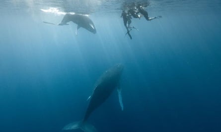 Whale tourism in French Polynesia.