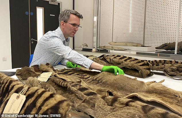 Because Tasmanian Tigers became extinct so recently, there are many well-preserved samples such as hides (pictured)