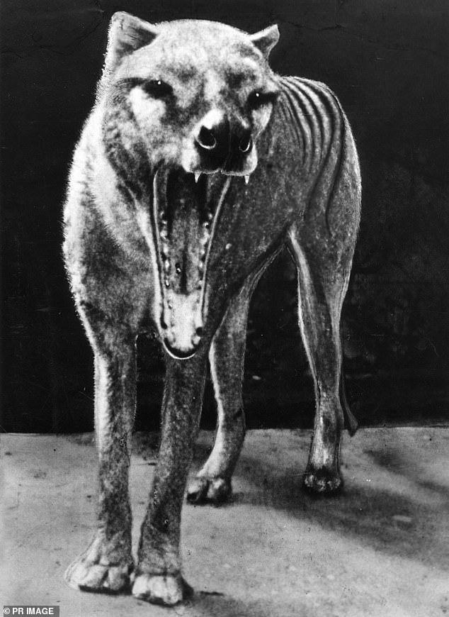 Colossal Biosciences has focussed on recreating the Tasmanian Tiger's distinctive skull and jaw by identifying several  'key genes' responsible for this distinctive feature