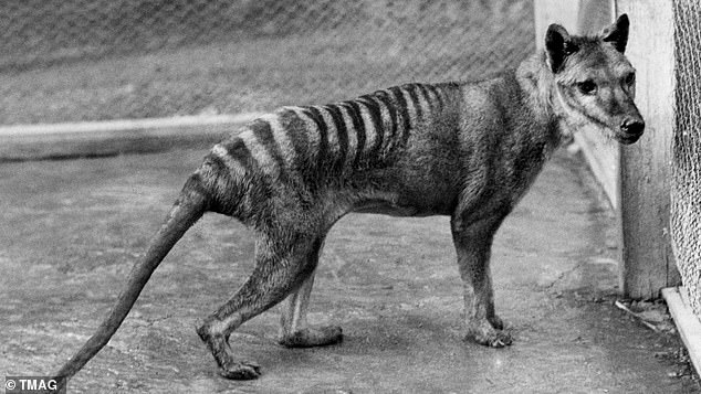 The last living Tasmanian Tiger, or Thylacine, died in captivity at Beumaris Zoo (pictured) in 1936