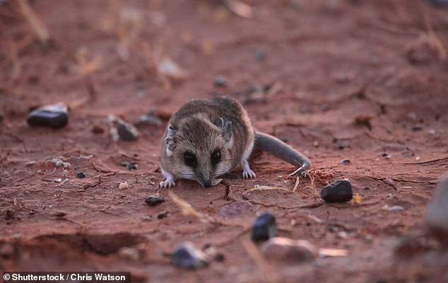 By comparing these genes to the Tasmanian Tigers closest relative, the fat-tailed dunnart (pictured), the scientists hope to identify the 'key genes' which make the Tasmanian Tiger different to other animals