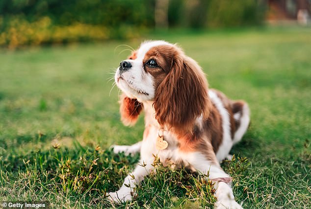 King Charles spaniels are one of the most likely breeds to suffer from the disease