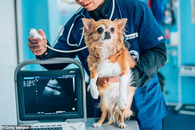 Mitral valve disease regularly affects breeds such as King Charles spaniels miniature poodles, Pomeranians and chihuahuas. Here a chihuahua is pictured