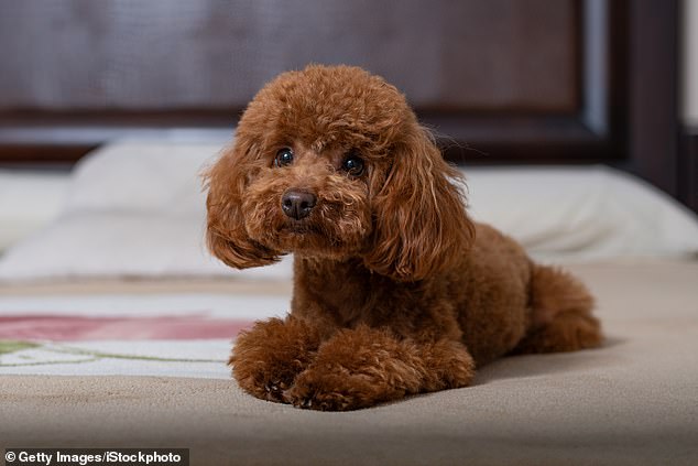 A research team, led by the University of Cambridge, adapted an algorithm originally designed for humans and found it could automatically detect and grade heart murmurs in dogs - one of the main indicators of the disease (pictured: A Toy poodle)