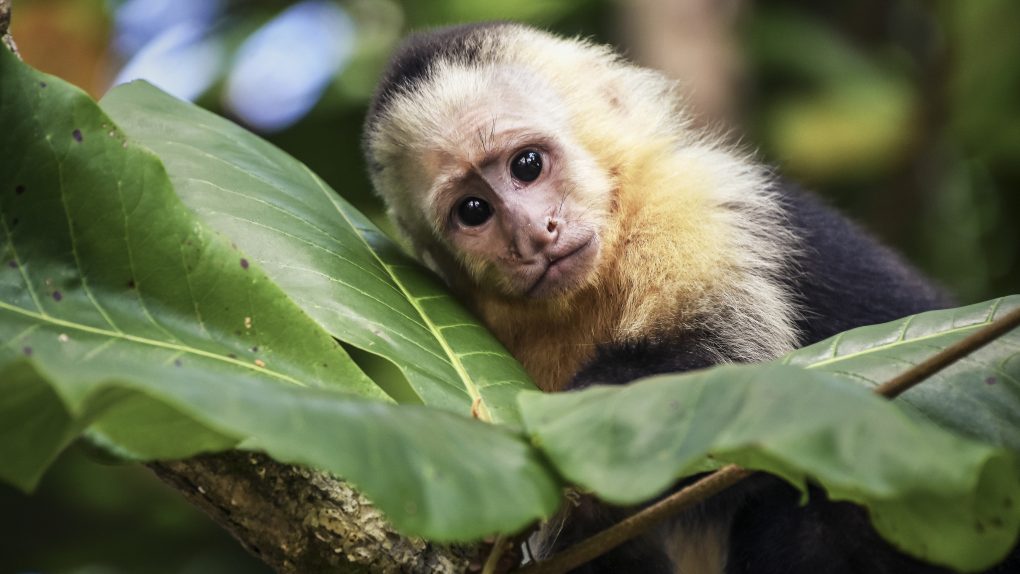 capuchin monkey