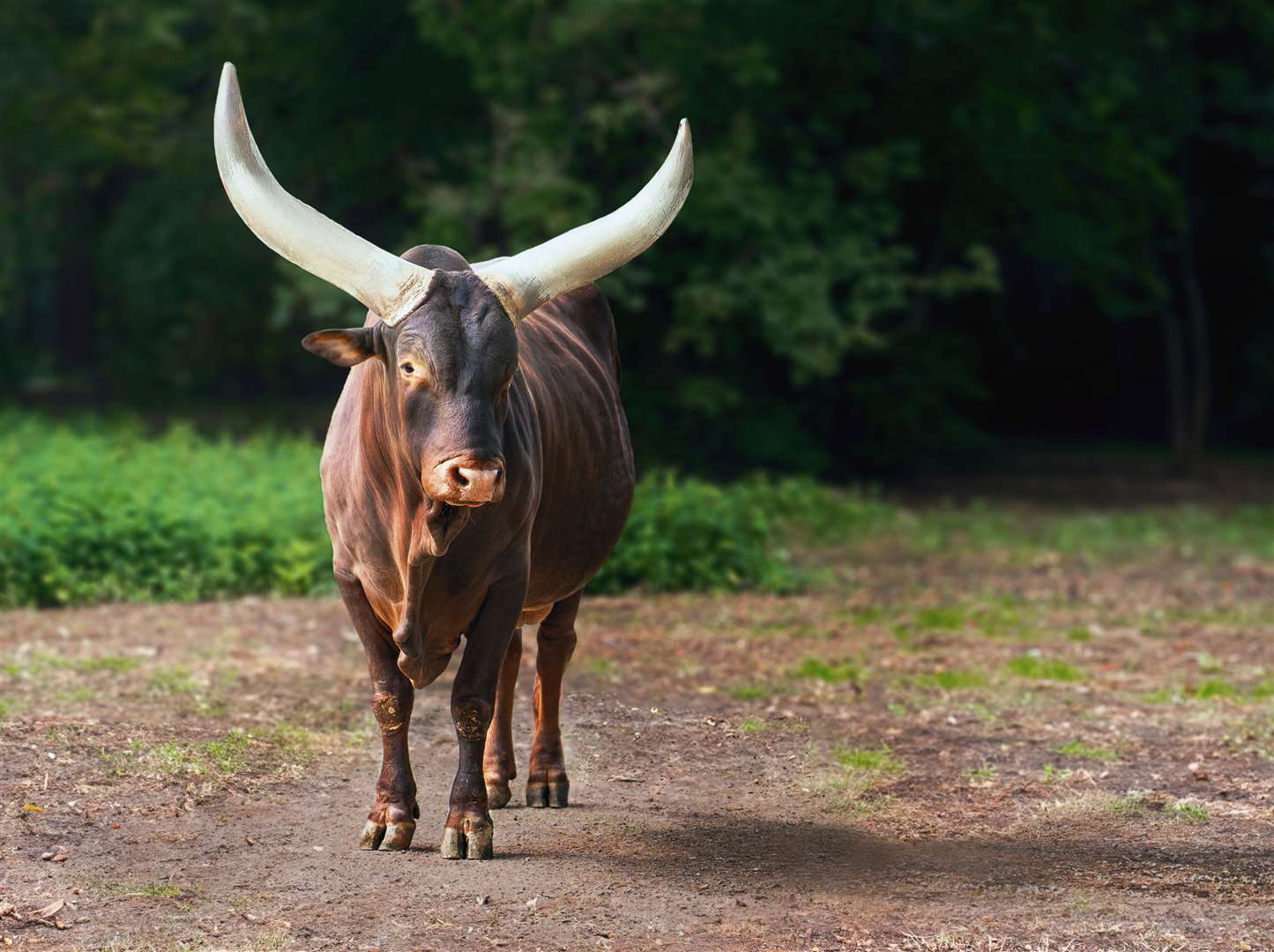 Ankole cattle. Photo: istock