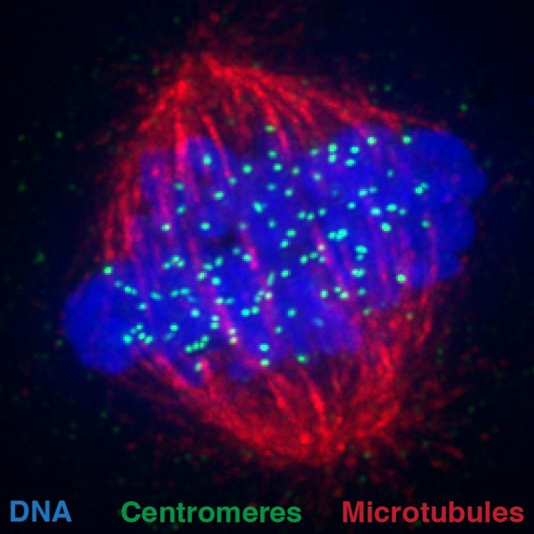 Cell Division Machinery