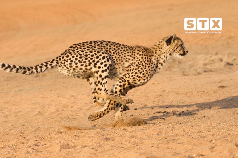 A cheetah running along flat earth with STX logo imposed in top right corner