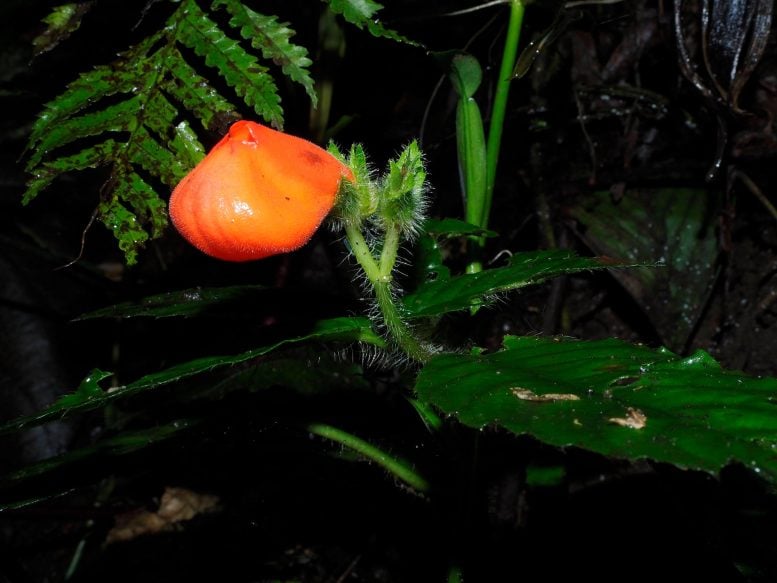 Gasteranthus extinctus Wildflower