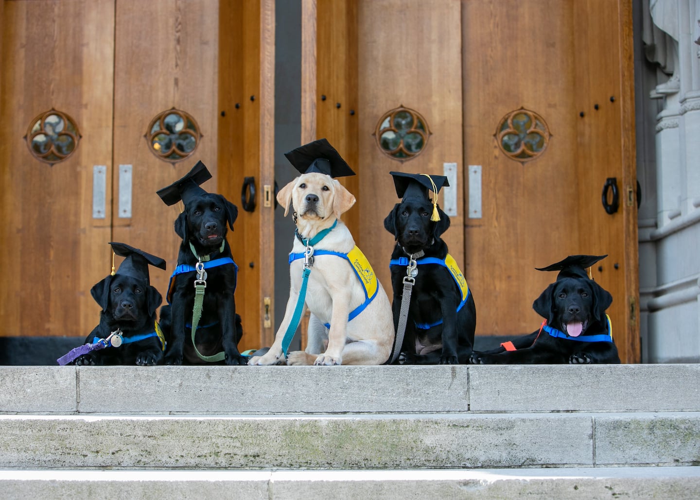 Duke Puppy Kindergarten’s Fall 2021 Class graduates (Ethel, purple; Gilda, green; Dunn, blue; Gloria, gray; and Fearless, orange) on the Chapel steps.