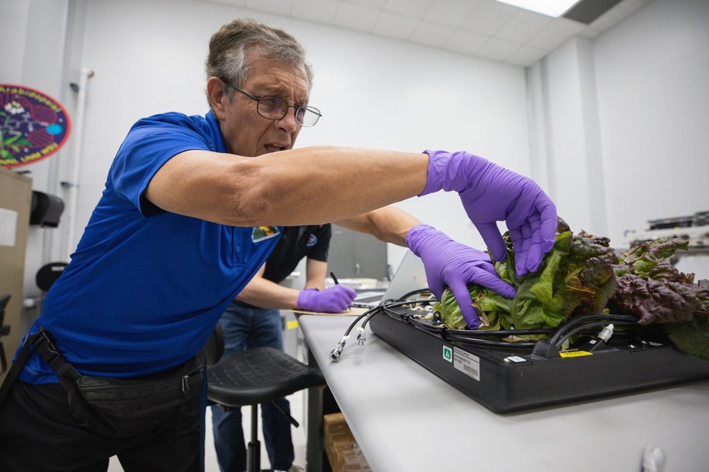 Pace crop production scientist Oscar Monje harvests Outredgeous romaine lettuce