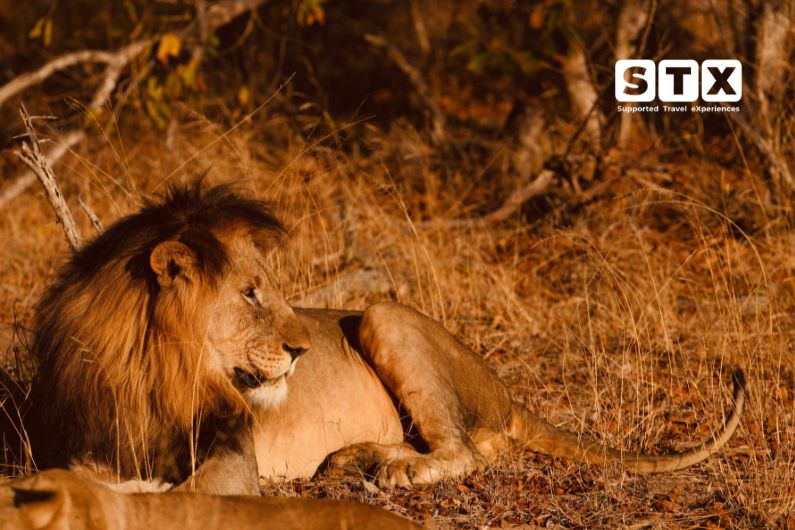 Lion laying on dry brown grass looking off into the distance with STX logo imposed in the top right corner