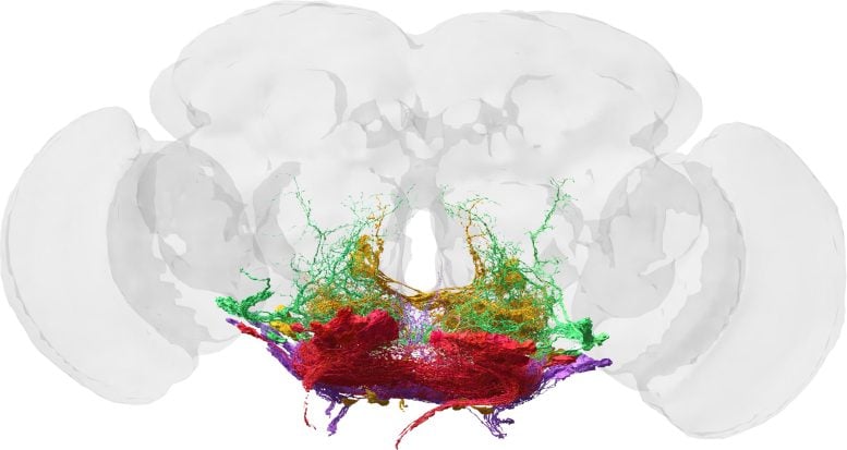 Motor Neurons in Fruit Fly Brain