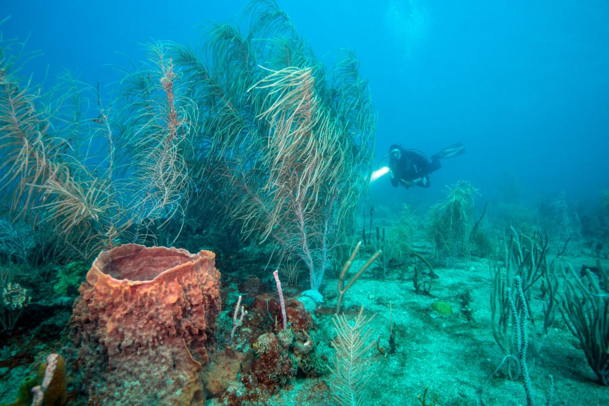 UNDERWATER LANDSCAPE, Statia, Dutch Caribbean