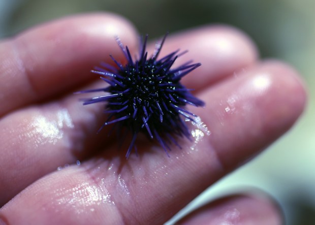 Julieta Gomez a kelp restoration specialist holds a sea urchin at The UC Davis Coastal and Marine Sciences Institute's Bodega Marine Laboratory on Wednesday, Oct 9, 2024 in Bodega Bay, Calif. Kelp forests vanished off the northern California coast a decade ago. A restoration project in Sonoma County is seeing success re-planting kelp along the coast. (Aric Crabb/Bay Area News Group)