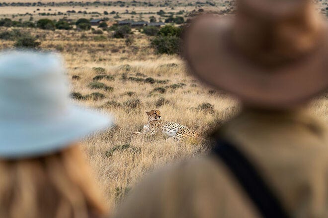 Many safari guides like hosting solo travelers because it's easier to get one person closer to wildlife