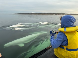 Irene Thomas in front of beluga whales from Zodiac raft on the Churchill River in Canada. (Courtesy of Fred Perrin)